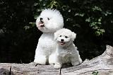 BICHON FRISE 498